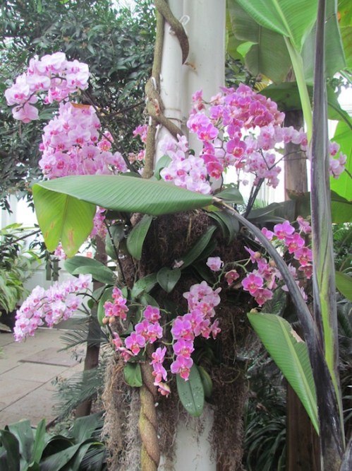 Phalaenopsis