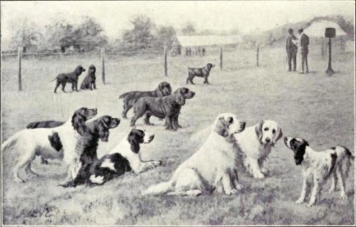 Group_of_Gun_Dogs_from_1915