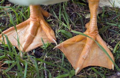 Duck's Lovely Webbed Feet