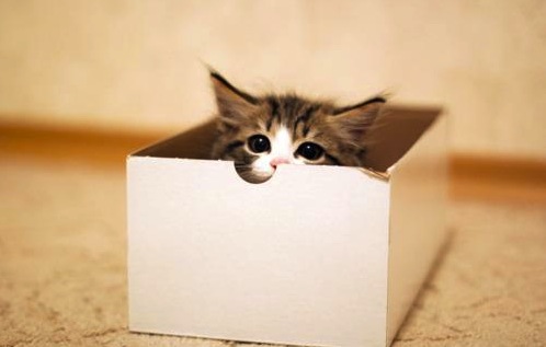The box with the kitten