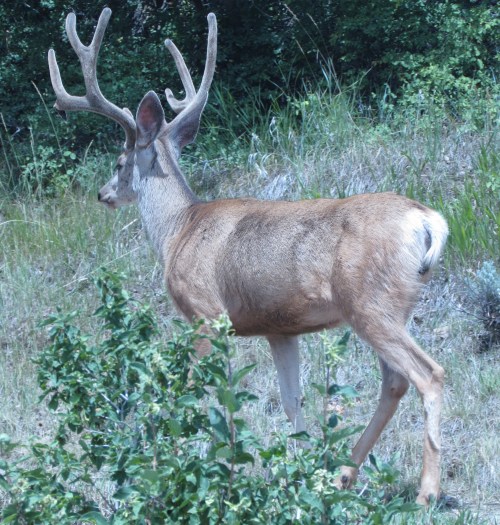 One of a number of bucks who hang around the barn...