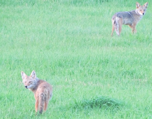 Coyote looking back at us with the same curiosity we were viewing them.