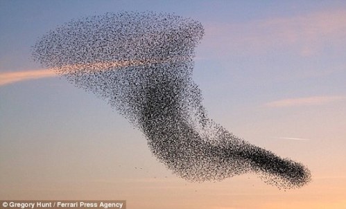 Starlings